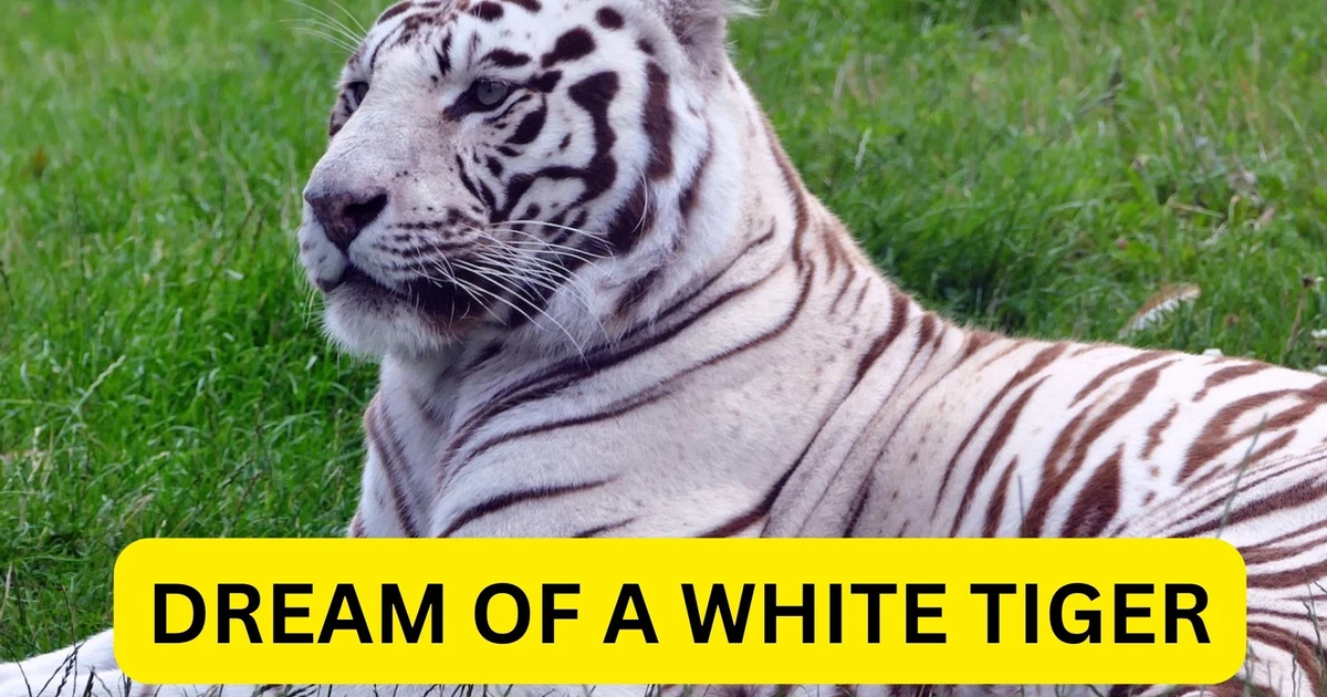 Dream Of A White Tiger Meaning & Interpretation