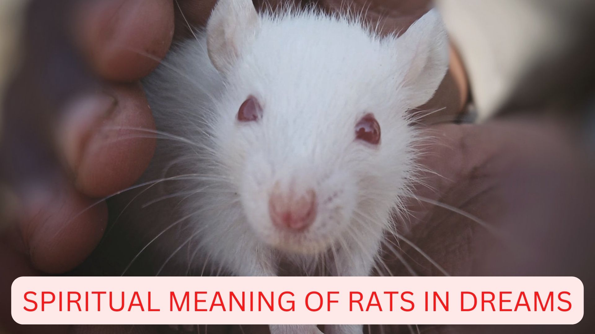 Spiritual Meaning Of Rats In Dreams