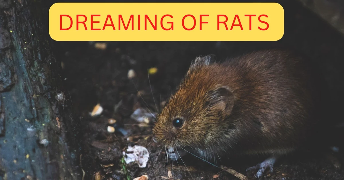 D Rats Meaning Dreaming Of Rats - Symbolizing Negativity, Evil, And Darkness
