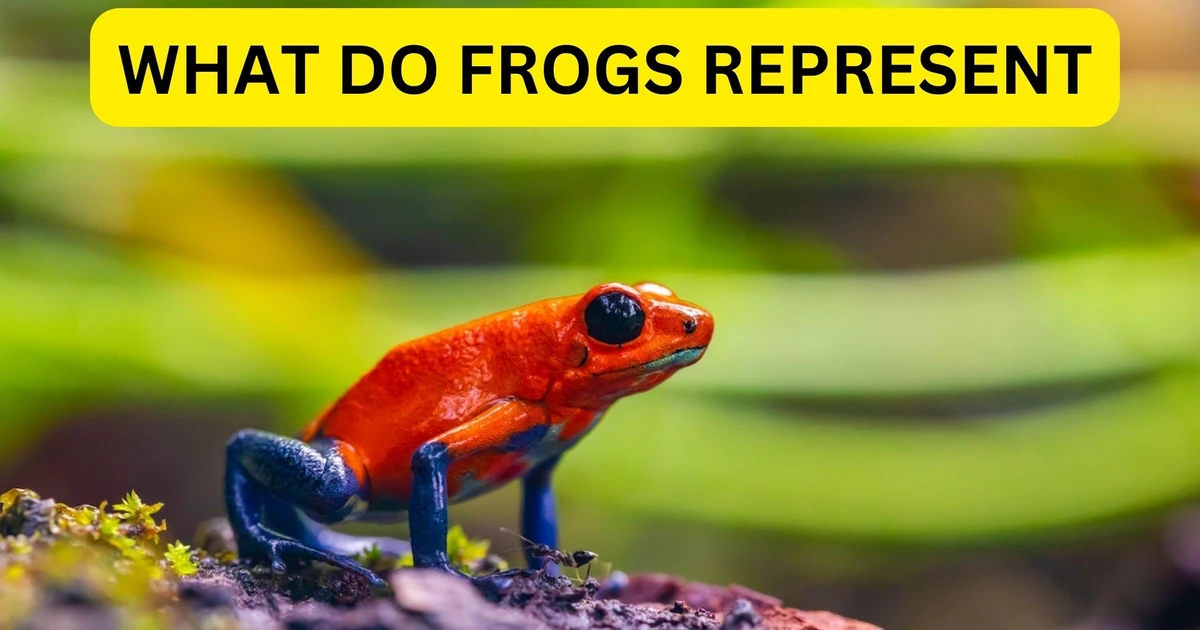 What Do Frogs Represent In Dreams?