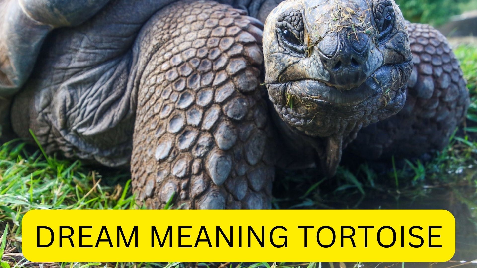 Dream Meaning Tortoise Symbol Of Longevity And Happiness