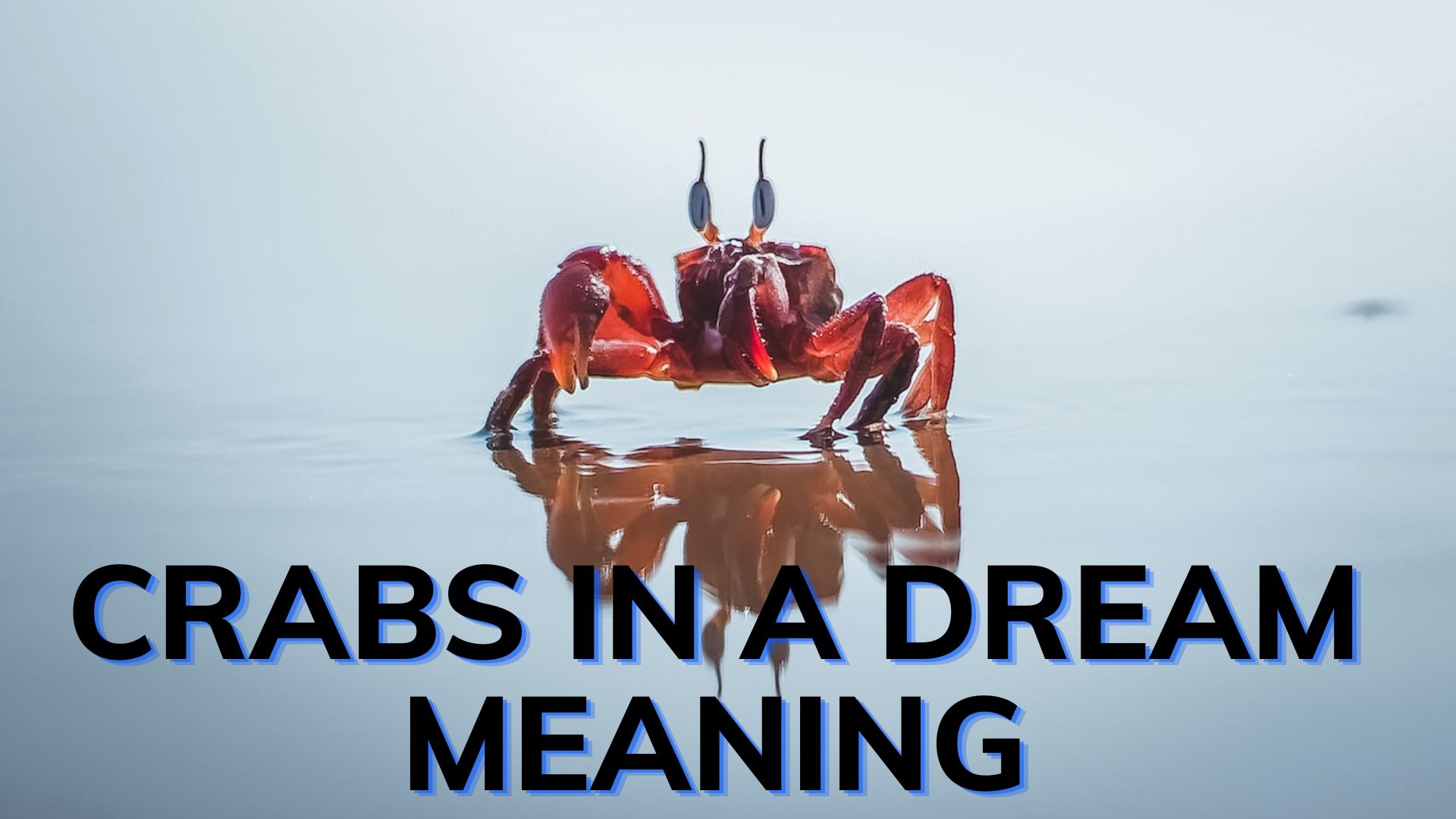 Crabs In A Dream Meaning Your Family's Dynamics And Your Romantic