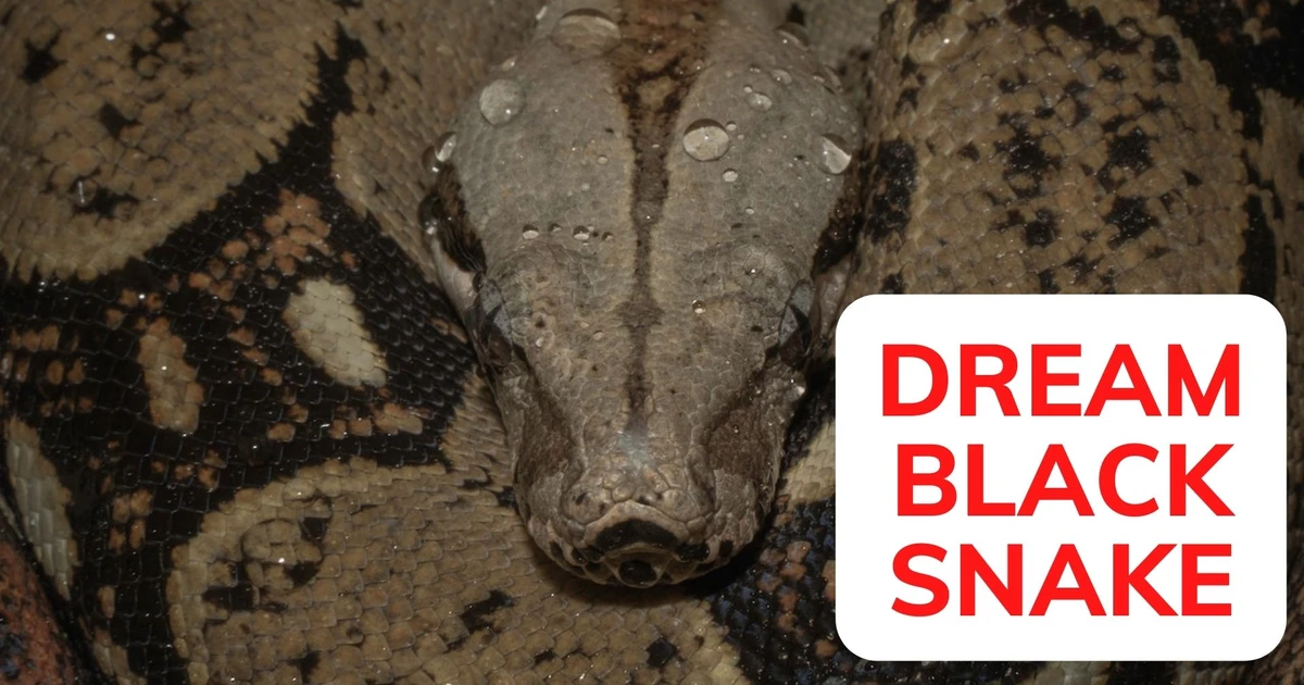 Dream Black Snake A Sign That Changes Are Yet To Come