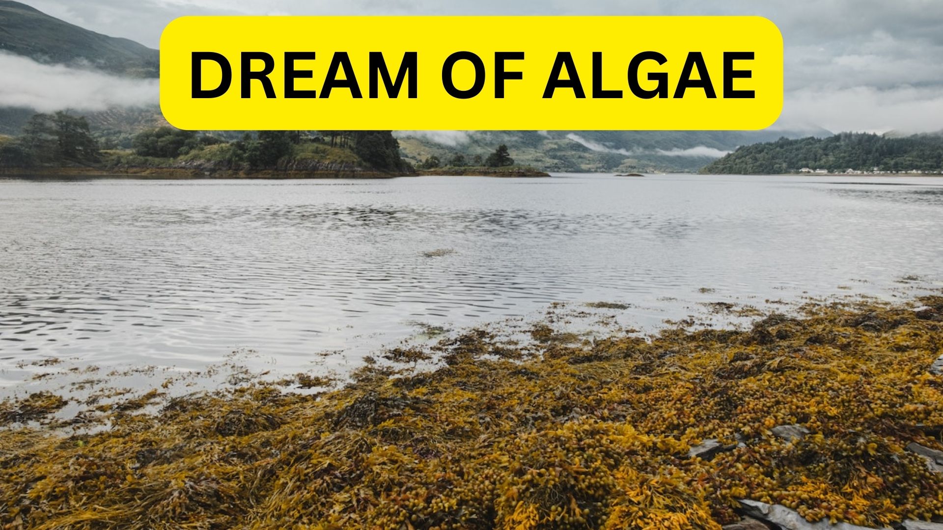Dream Of Algae It Represents Deception And Weakness dream-of-algae-it-represents-deception-and-weakness