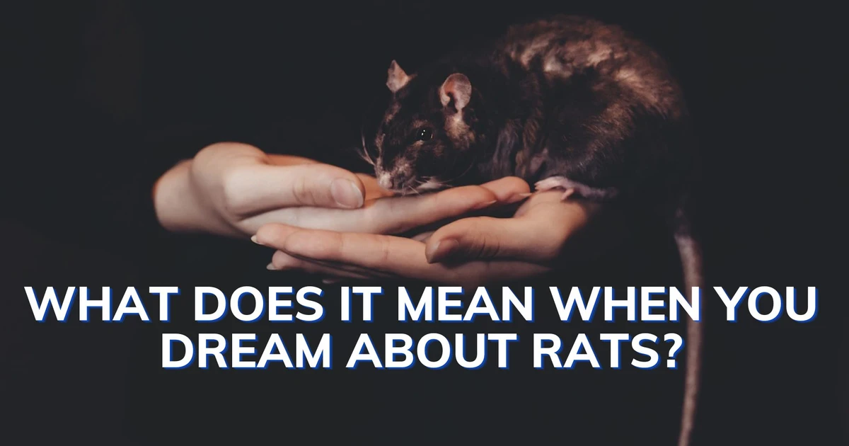 What Does It Mean When You Dream About Rats?