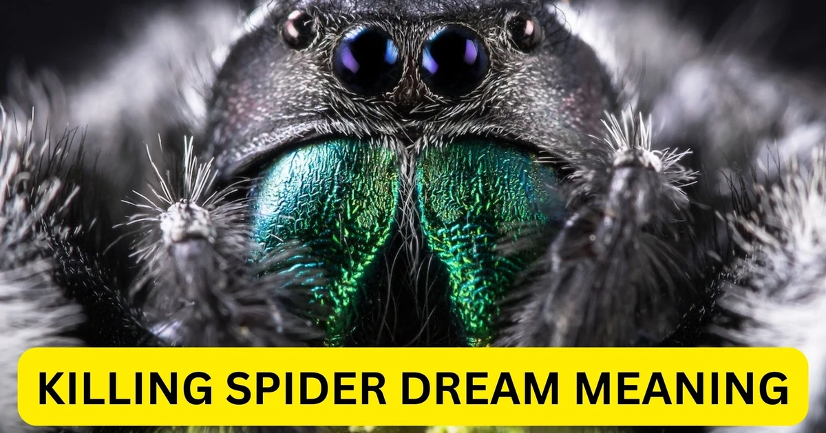 Killing Spider Dream Meaning - Getting Rid Of Troubles