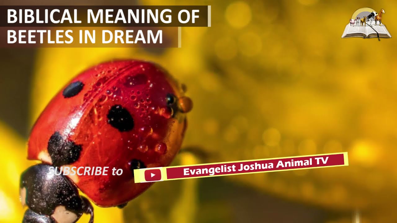 Dream Of Beetles Having Trouble With Friends And Families(00)