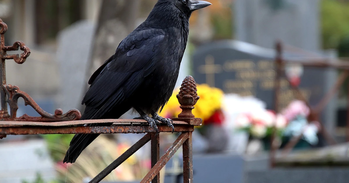 Crow Meaning - The Actual Meaning Of Crows