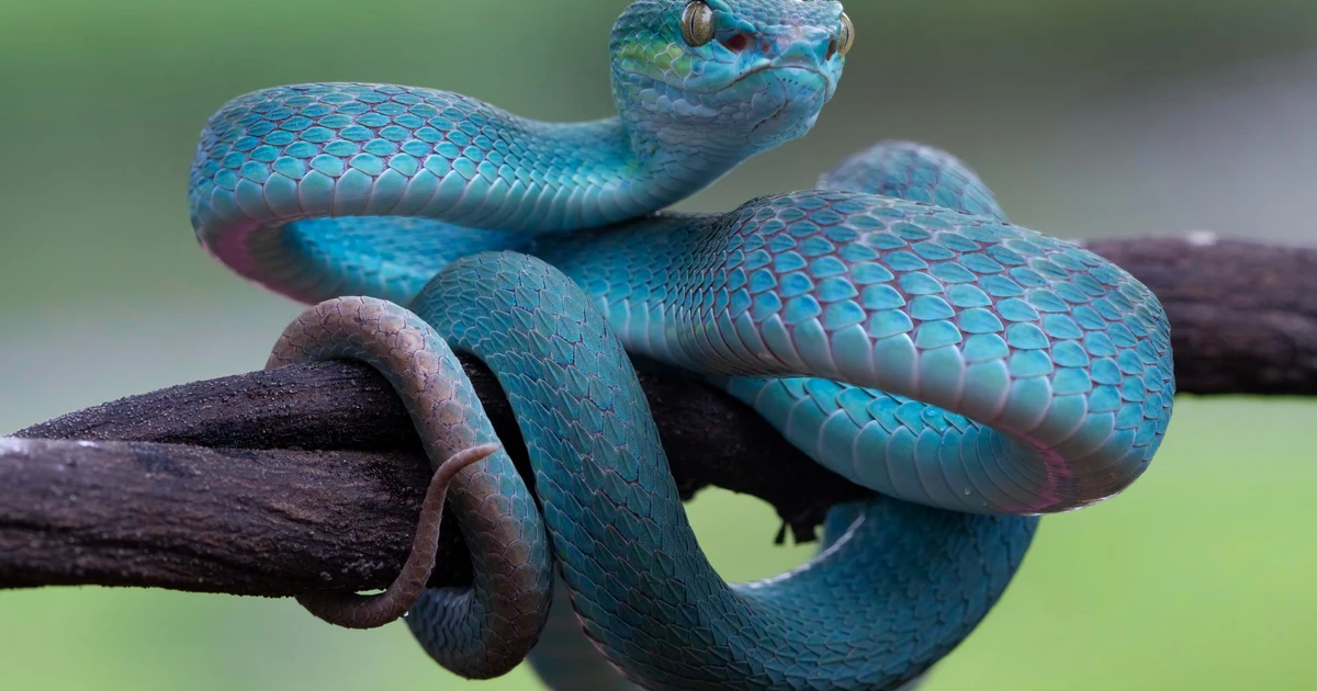 Dream Of Snake - How To Interpret Your Dream