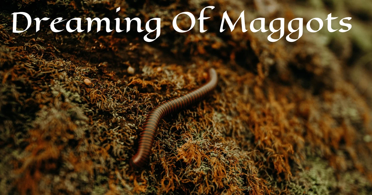 Dreaming Of Maggots Meaning And Interpretation