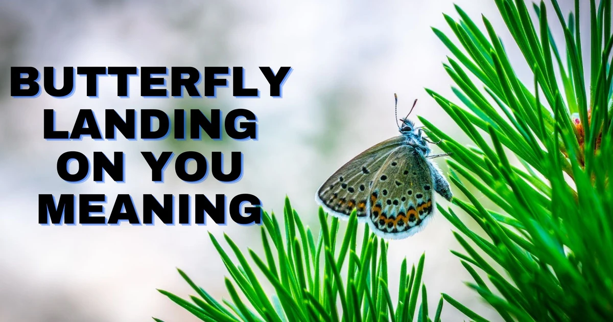 Butterfly Landing On You Meaning And Symbolism
