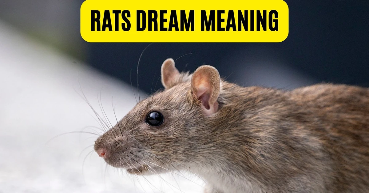 D Rats Meaning Rats Dream Meaning - A Symbol Of Jealousy And Envy