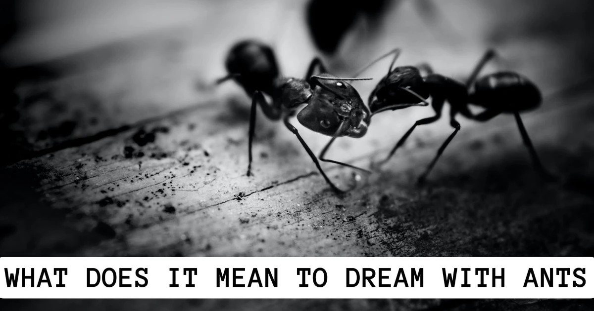 What Does It Mean To Dream With Ants? It Signifies Your Strength