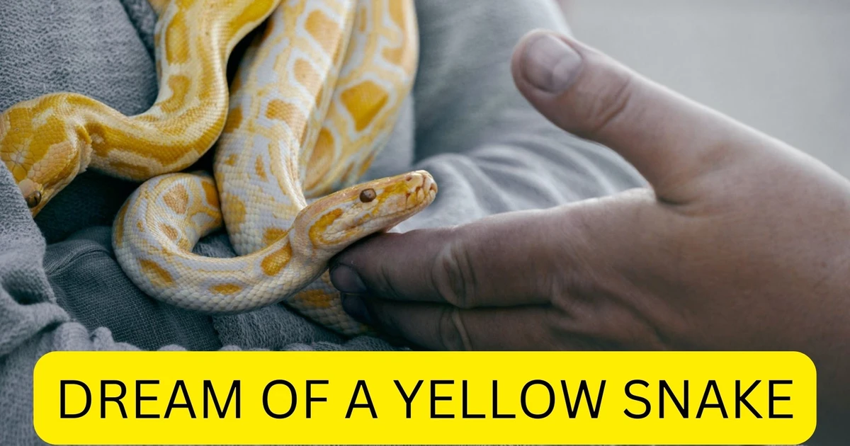 Dream Of A Yellow Snake - What Does It Represent?