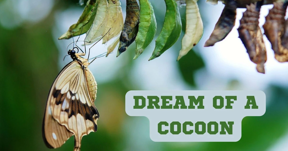 Dream Of A Cocoon Signifies A Place Of Safety And Solitude