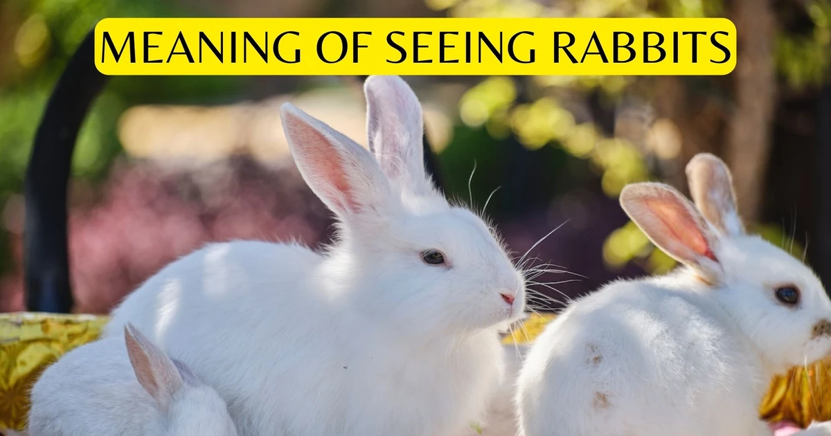 Meaning Of Seeing Rabbits In Dream