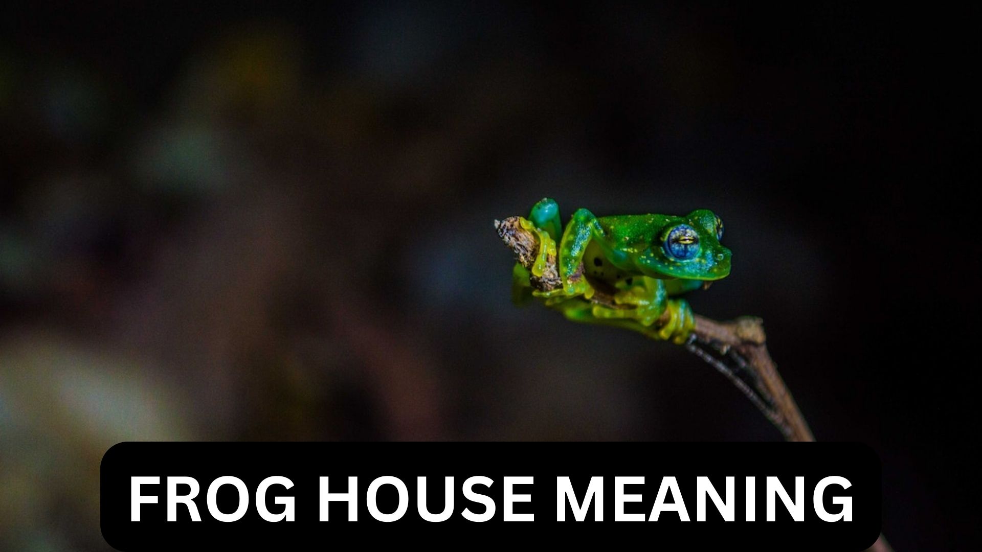 Frog House Meaning - Good Luck And Progress