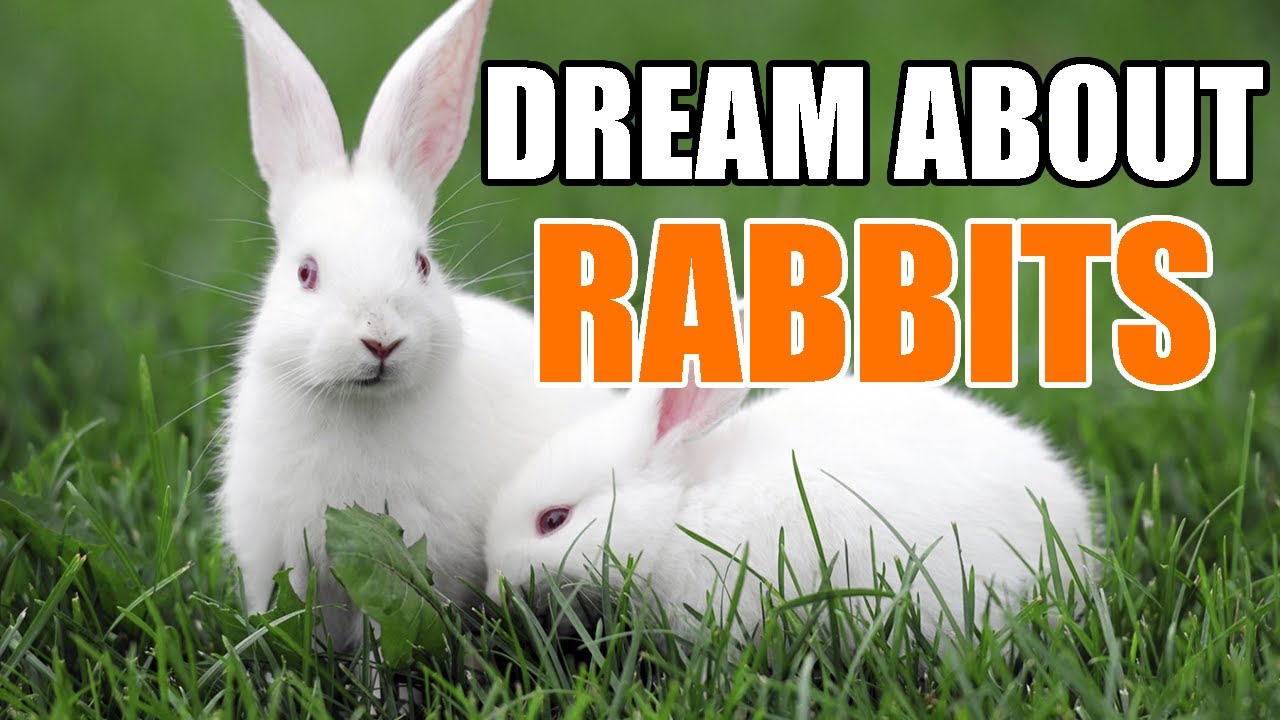 Meaning Of Seeing Rabbits In Dream