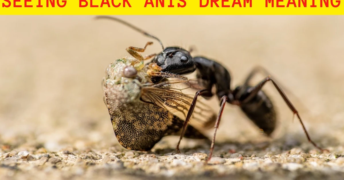 Seeing Black Ants Dream Meaning - A Sign That Something Needs Attention