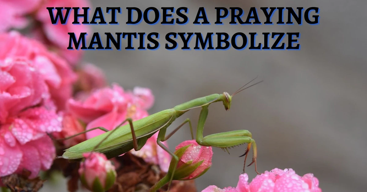 What Does A Praying Mantis Symbolize?