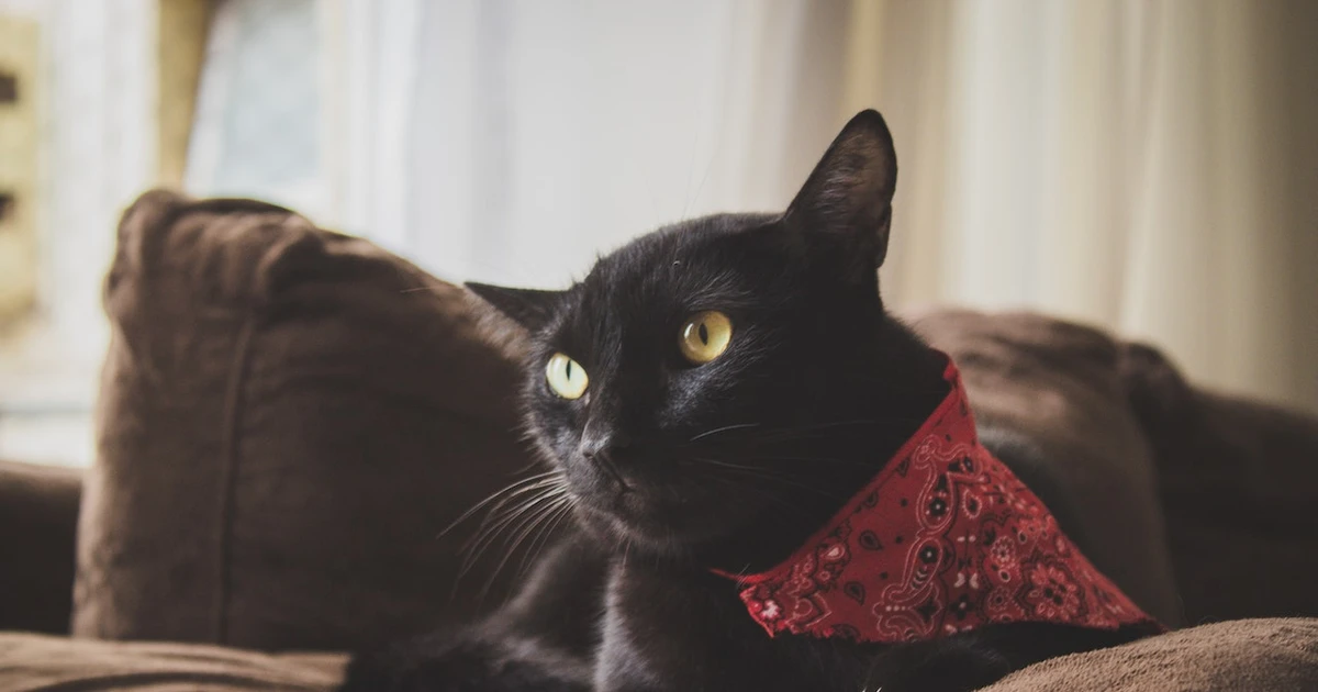 Dream Black Cat Exploring The Cultural And Historical Significance