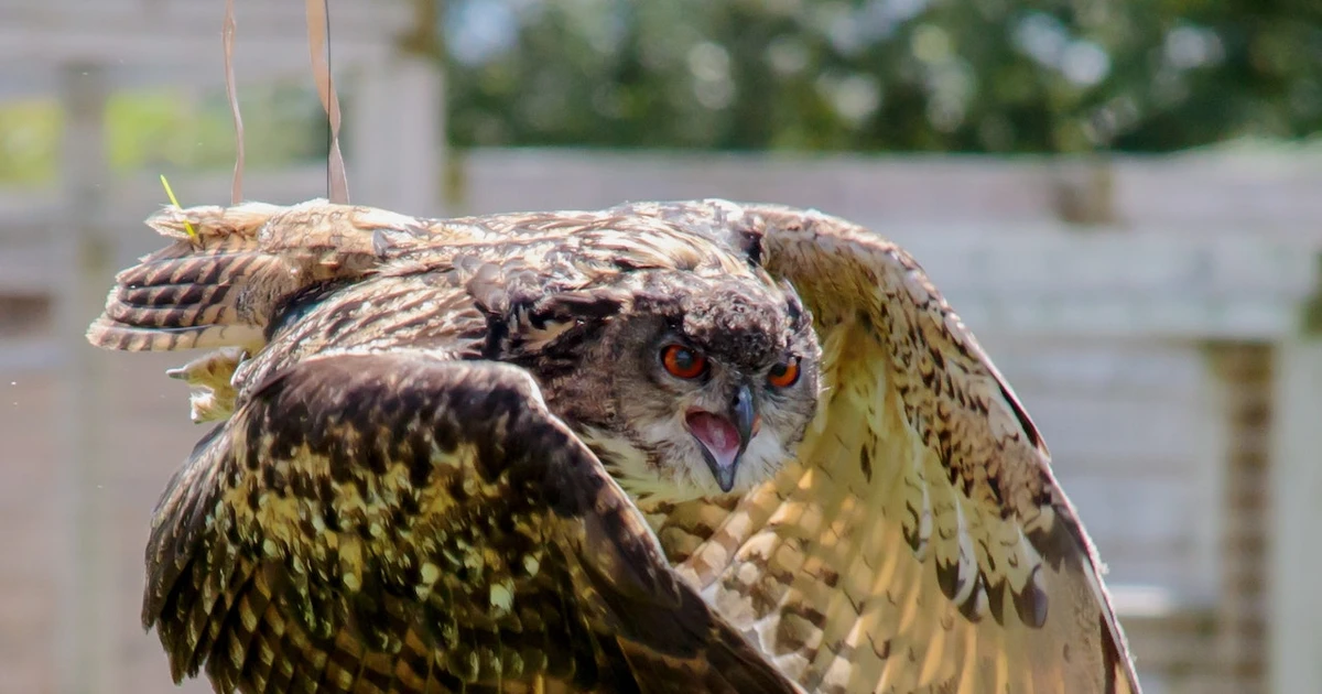 What Does It Mean When You See An Owl?